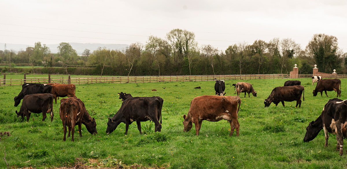 The Benefits of Eating Ethically Reared Meat: Nourishing Both Body and Mind