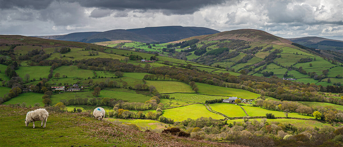 From Farm to Fork: The Importance of Supporting Welsh and British Farmers